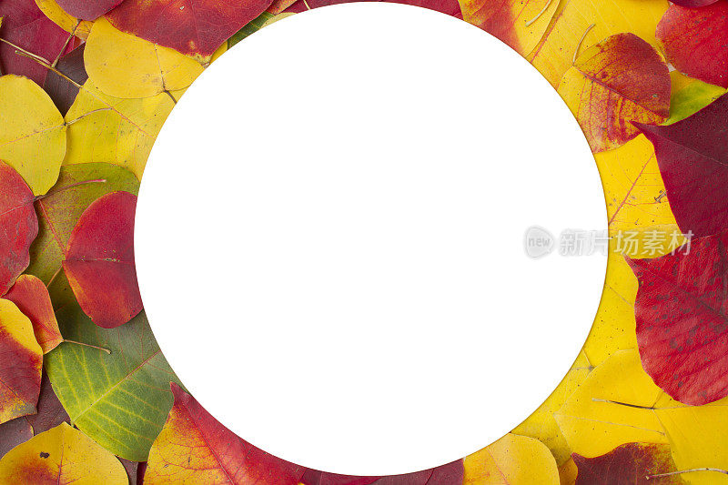 圆形框架的秋叶在白色的背景