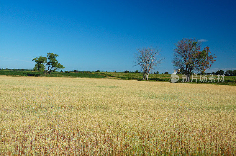 伦敦附近安大略乡村公路的夏日场景