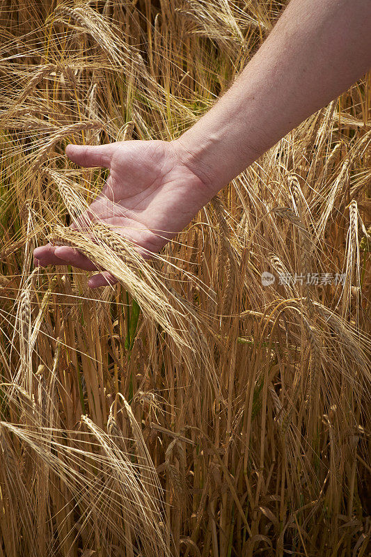 大麦作物