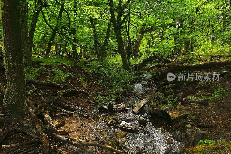 巴塔哥尼亚景观:森林树木，溪流之间的绿色林地