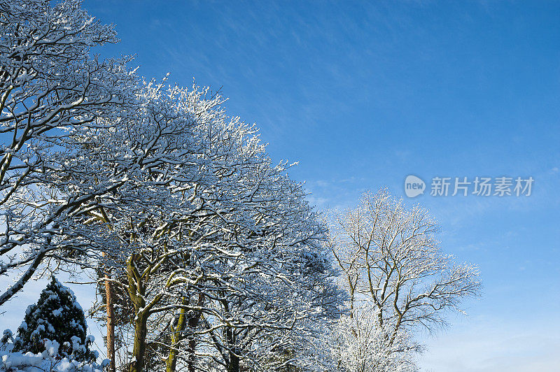 英国的雪树景象