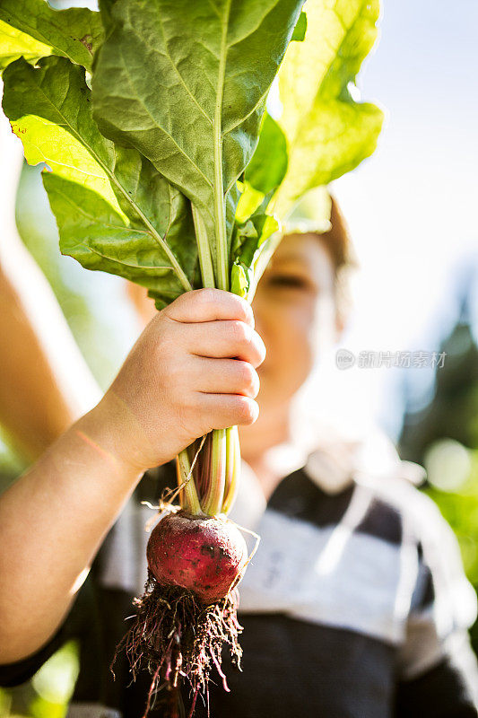 孩子举着甜菜