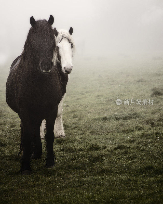 两匹小马在多雾的环境中