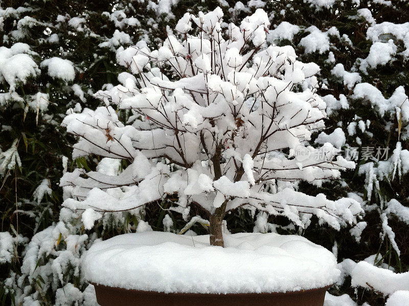 白雪覆盖的盆景树