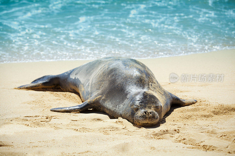在考艾岛的沙滩上睡觉的夏威夷僧海豹