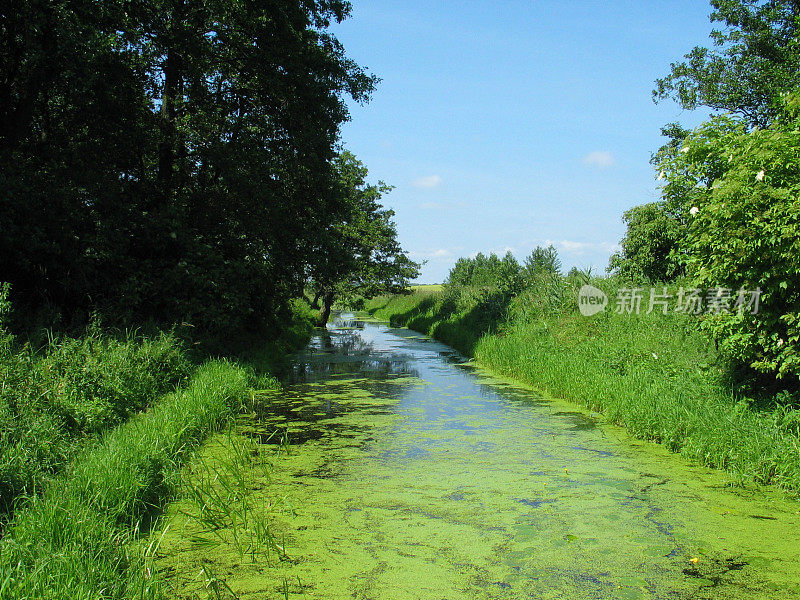 河面上长满了茂密的绿草