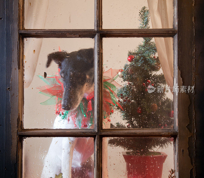狗在圣诞节