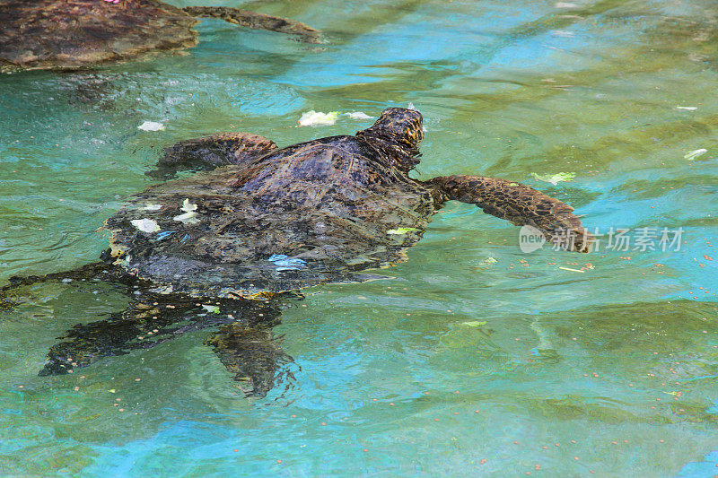 夏威夷的绿海龟