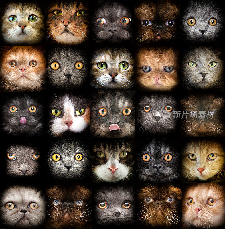 25猫肖像