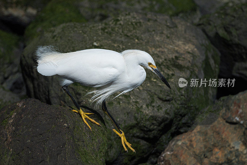 小白鹭