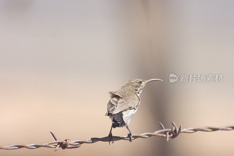 铁丝网上的黑太阳鸟