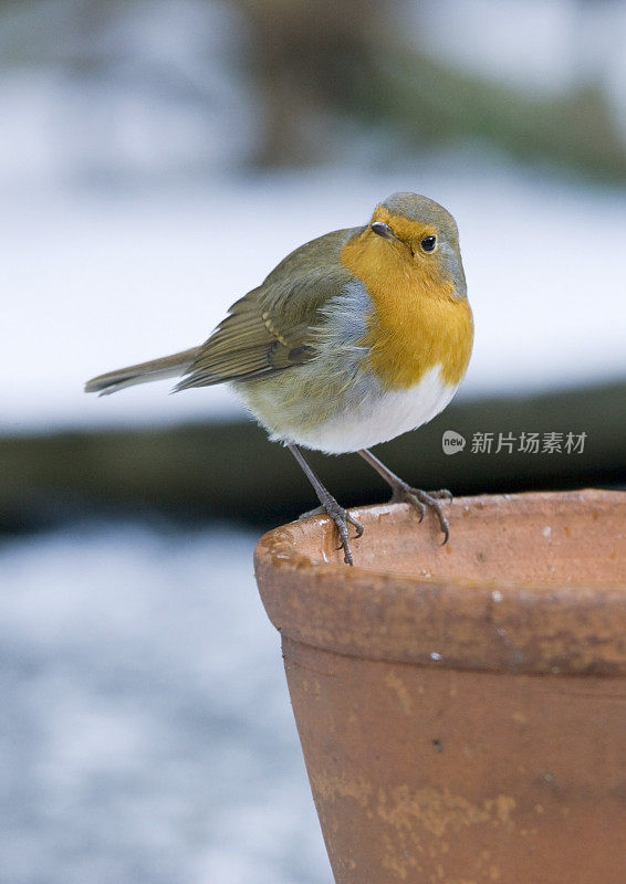 罗宾(红心rubecula)