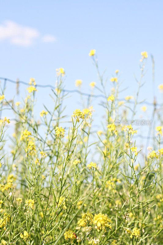 黄油菜籽油菜籽蓝天