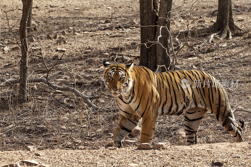 印度拉贾斯坦邦ranthambore国家公园的孟加拉虎
