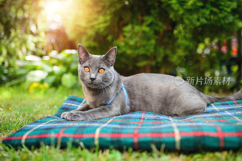 夏特鲁猫在夏天