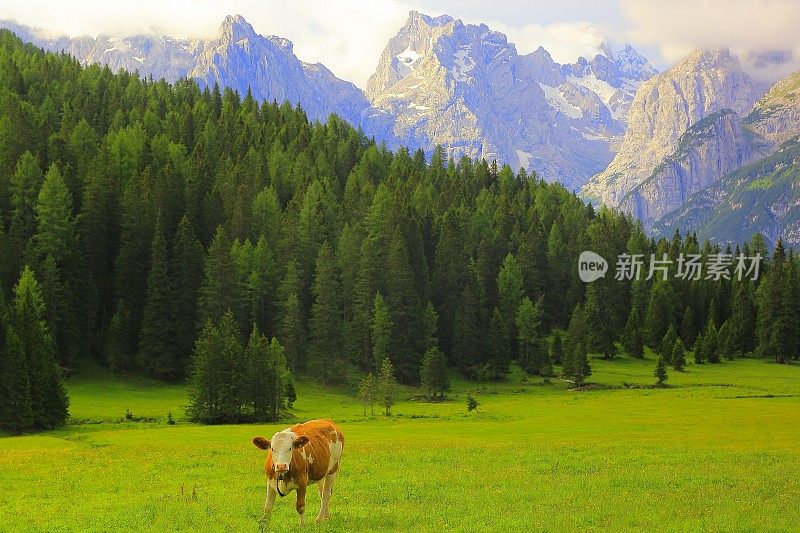 奶牛看着相机-家畜在田园诗般的戏剧性的风景:意大利北部山脉的白云石阿尔卑斯在日出，附近的科尔蒂纳d'Ampezzo