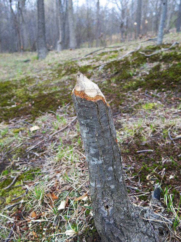 纽约森林砍伐树干时海狸被吃掉