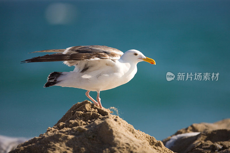 海滩上岩石上的海鸥