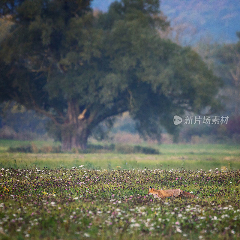 夏夜草地上长满了狐狸和柳树