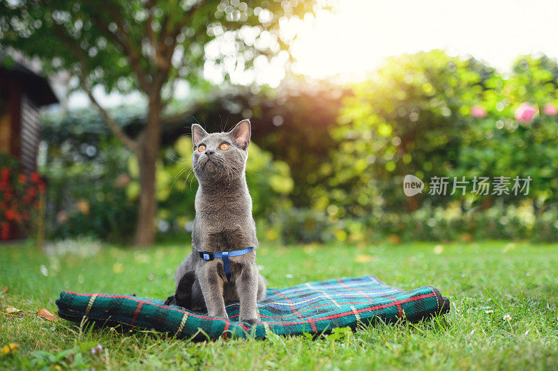 夏特鲁猫在夏天的花园里