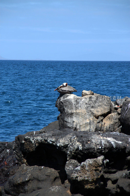 加拉帕戈斯群岛:北西摩岛的褐鹈鹕