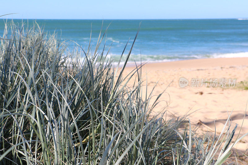 蓝色的沙滩草与沙子和海洋的背景