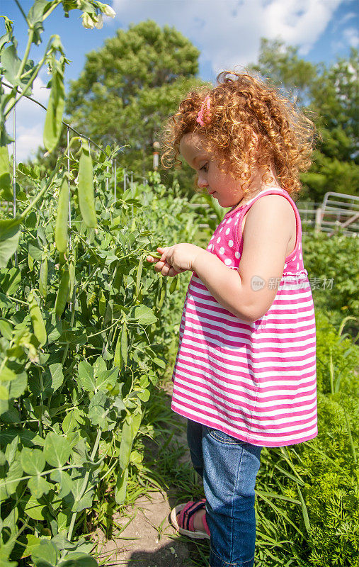 在花园里摘豌豆的女孩