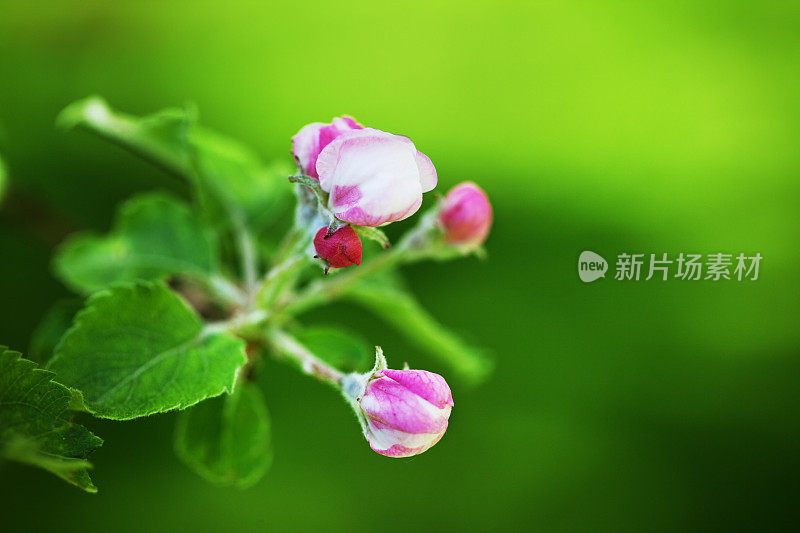 在一个有自然光照的花园里的一棵苹果树上开花。焦点在前景，背景失去焦点