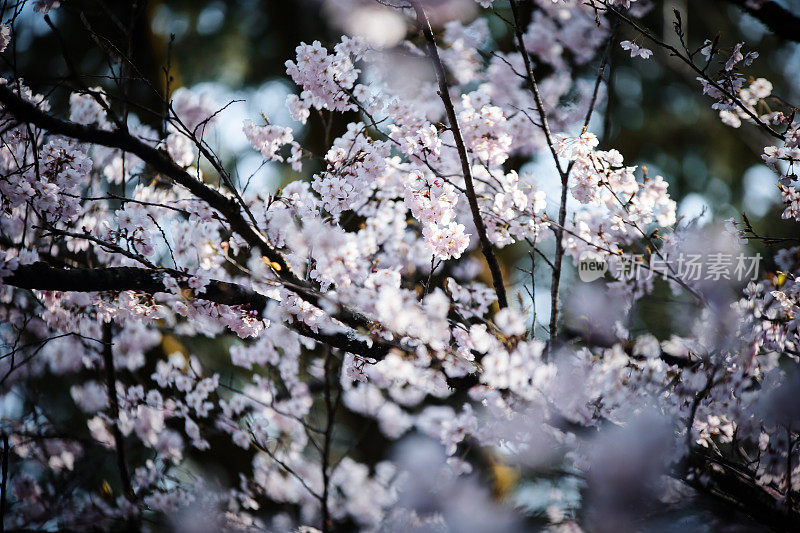 日本樱花的花