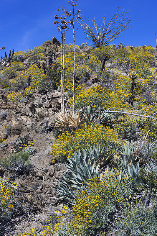 Anza-Borrego在春天与Brittlebush，龙舌兰，Cholla和Ocotillo