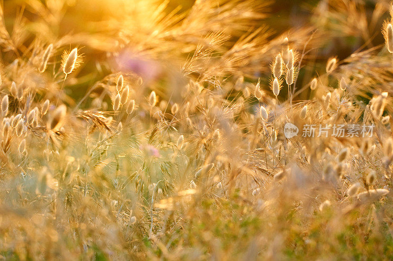 卵形兔耳草-地中海沙丘海滩植物区系