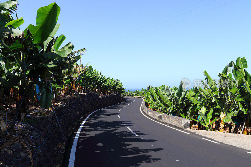 拉帕尔马岛的香蕉种植园