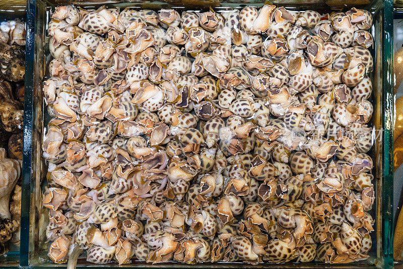 广州的鱼市里有很多水螺
