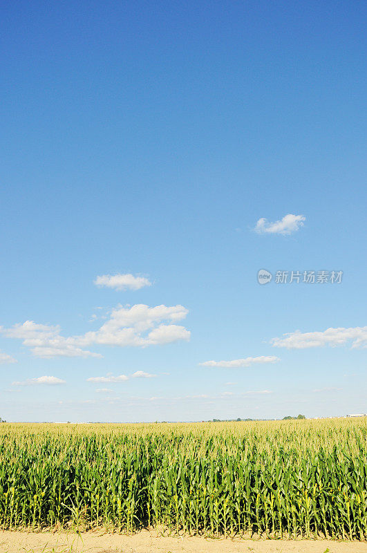 夏日里的印第安纳玉米田，蓝天白云