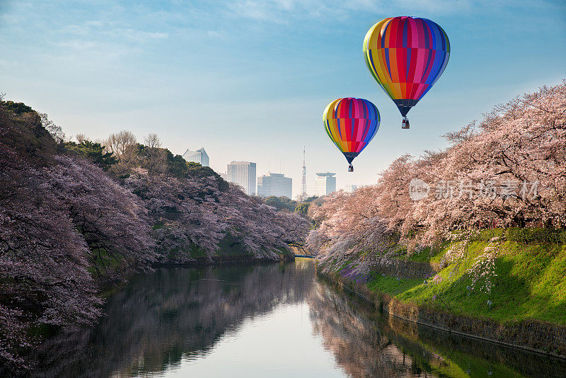 以日本东京樱花盛开为背景。摄于日本东京千鸟渊。
