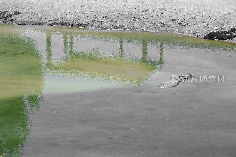 河马在水中