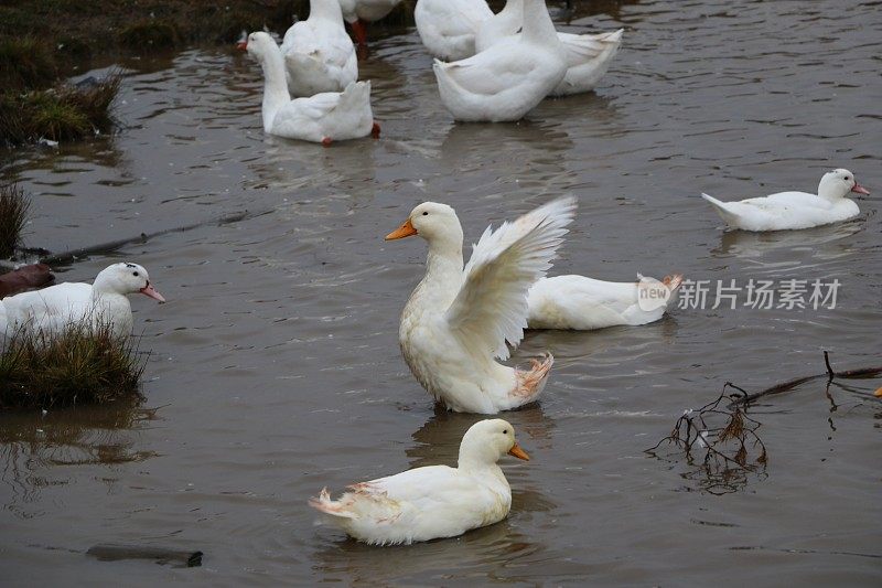 一群白鹅在河里洗澡，沿着岸边散步