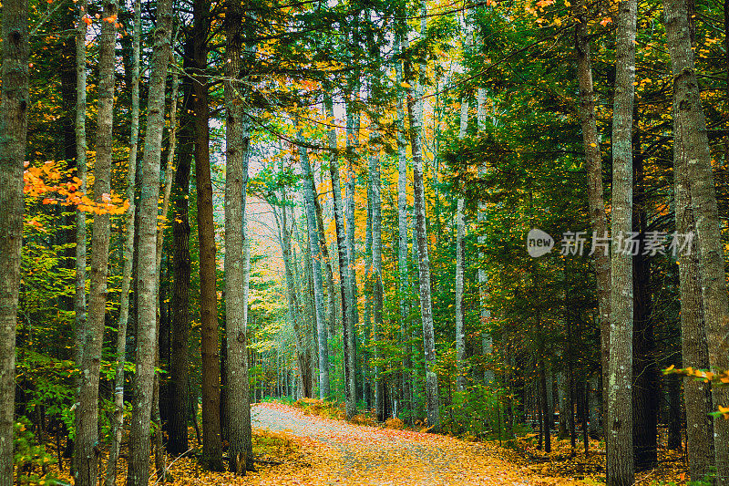 秋天森林里的小路