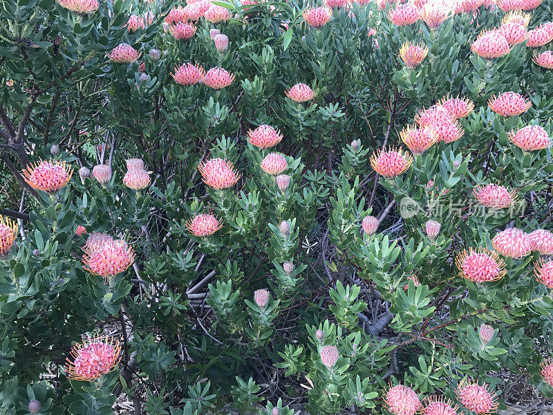 在Kirstenbosch植物园，开普敦，南非的白花床