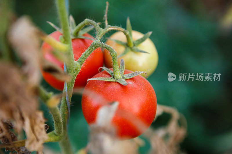 天然有机蔬菜在温室农场室内种植。美丽的秋收番茄