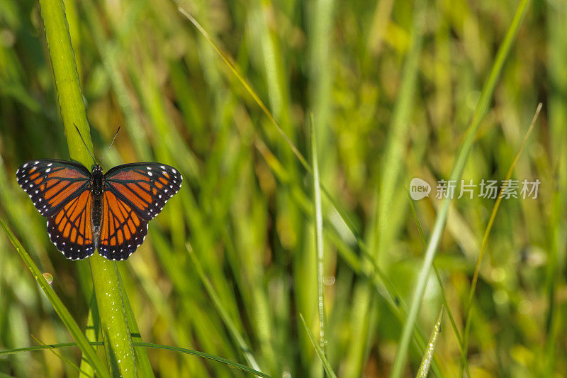 佛罗里达中部奥兰多湿地公园里的帝王蝶