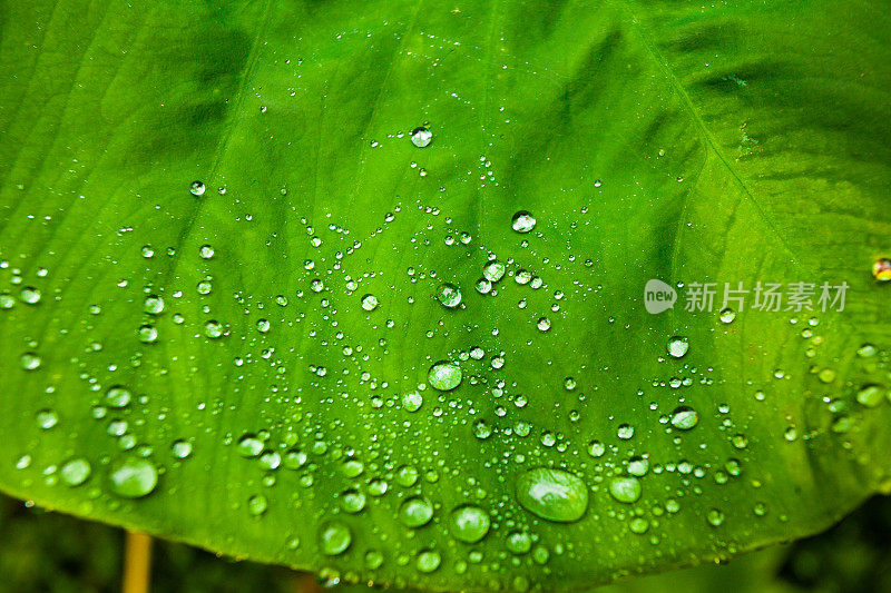 绿色树叶的特写镜头。自然背景