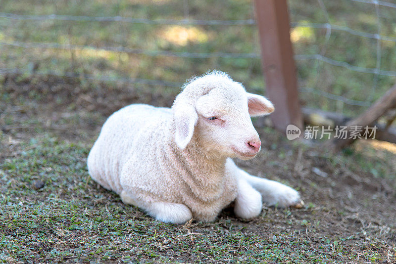 白色的小羊羔坐在农场里