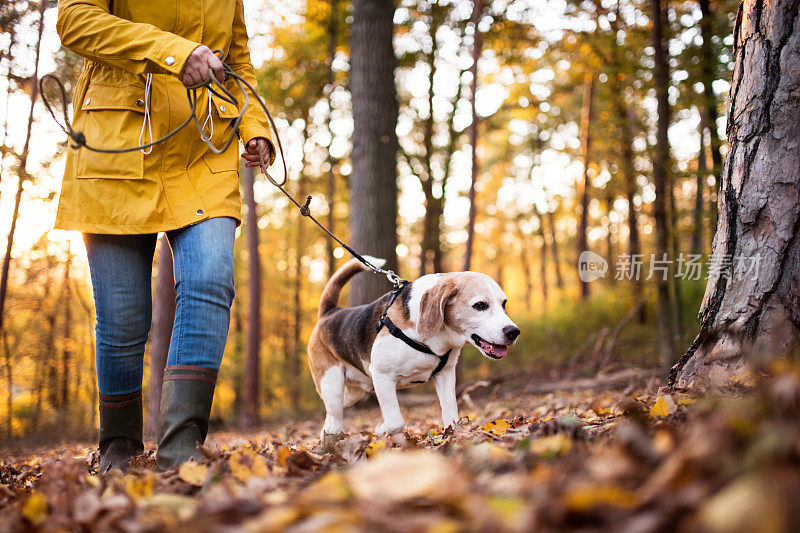 一位年长的女士带着狗在秋天的森林里散步。
