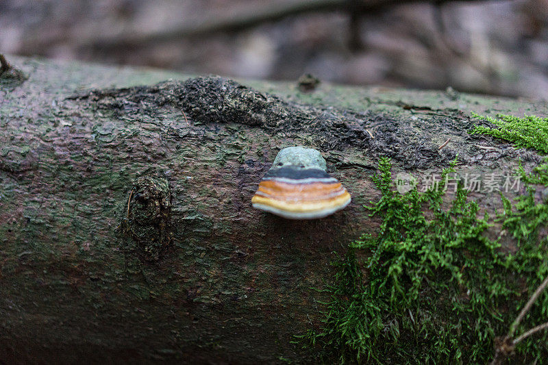 树干上长有霉菌的蘑菇