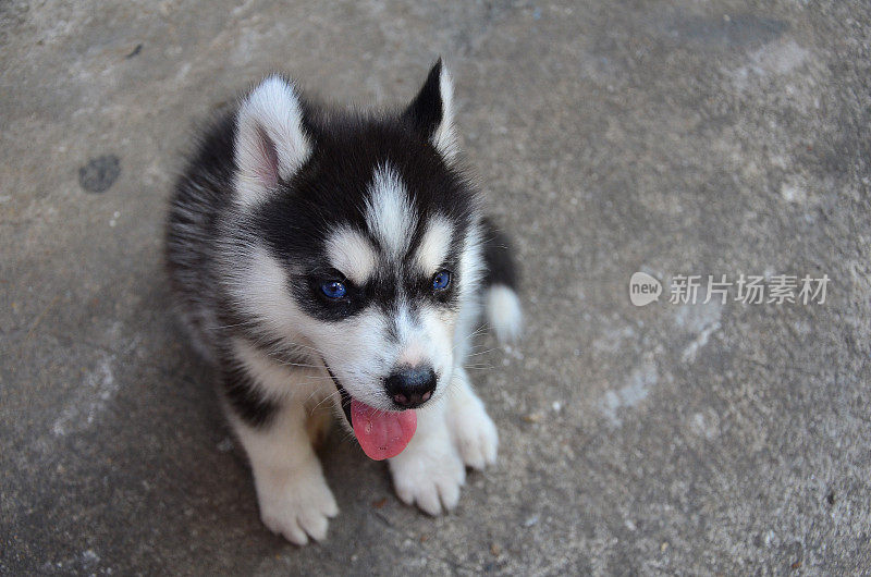 西伯利亚雪橇犬。可爱的蓝眼睛的小狗坐在地上。