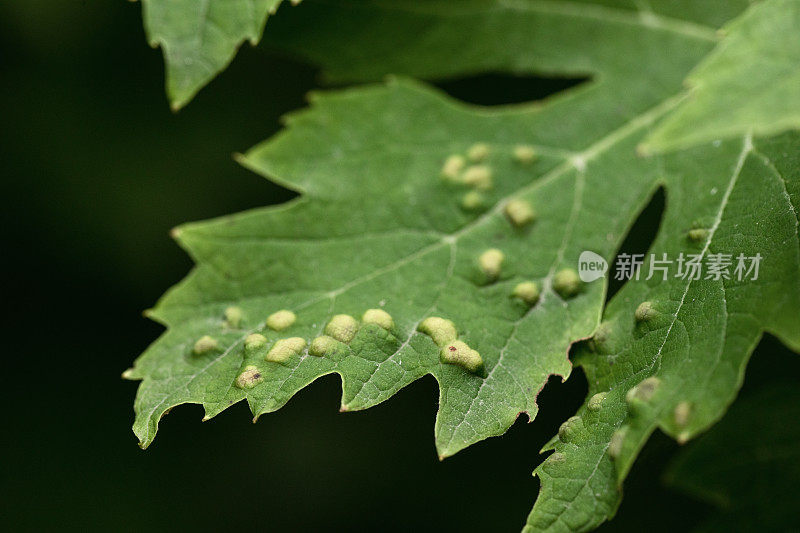 农业病害侵染葡萄叶片特写