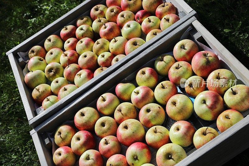 苹果水果盒里有很多苹果