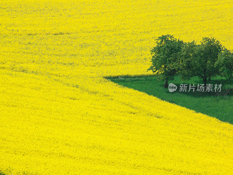 有小块绿地和树木的油菜籽或油菜籽田