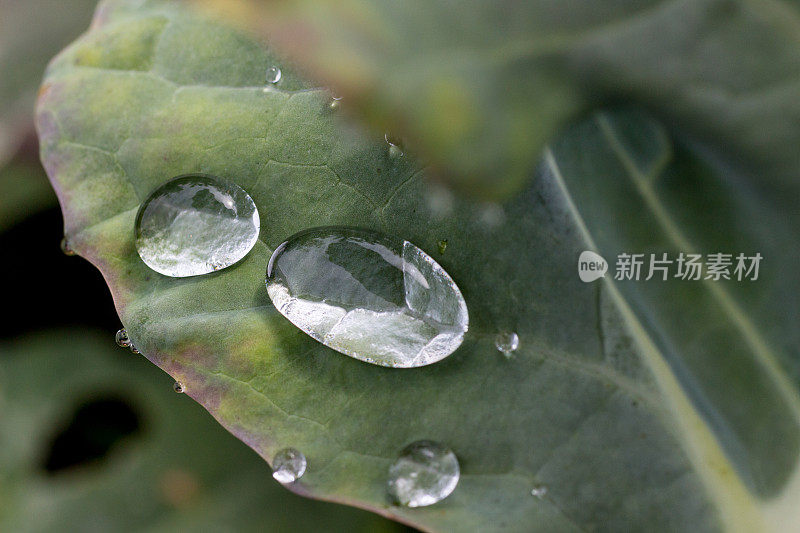 雨点落在菜花叶子上